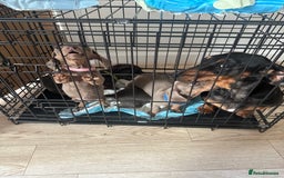 Miniature Dachshund dogs for sale: Miniature dachshund puppies  - Image 12