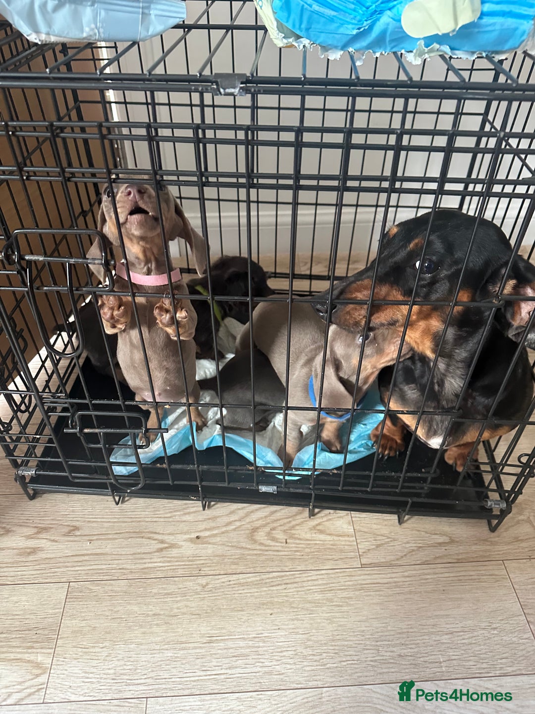 Miniature Dachshund dogs for sale: Miniature dachshund puppies  - Image 12