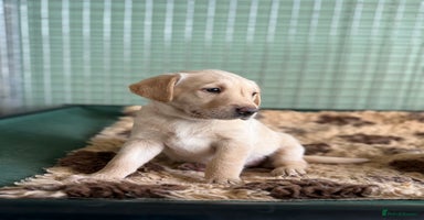 Labrador Retriever dogs - Advert 3