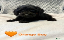 Schnoodle dogs for sale: Beautiful Schnoodle Puppies For Sale - Image 8