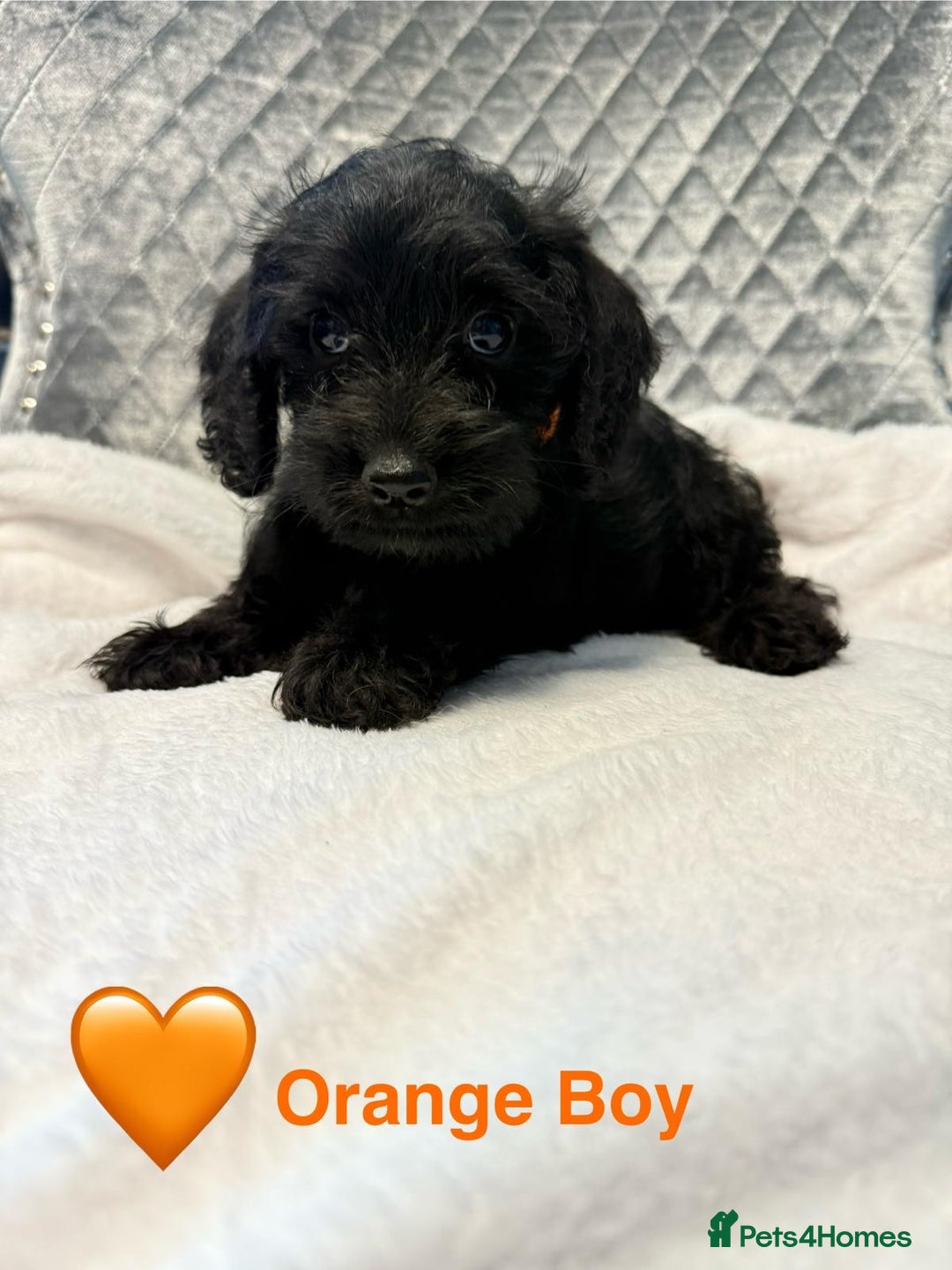 Schnoodle dogs for sale: Beautiful Schnoodle Puppies For Sale - Image 8