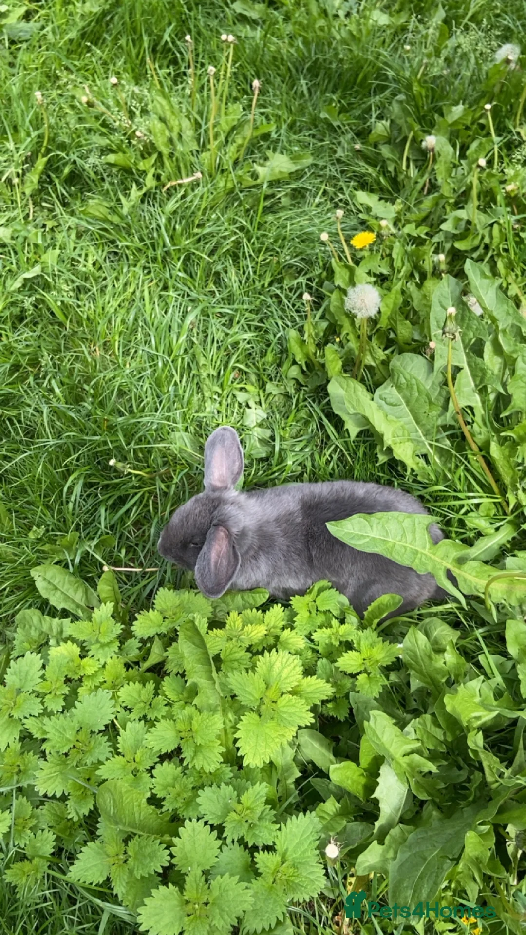 Mixed Breed rabbits for sale: 2 rabbits ,Comes with everything u need - Advert 1