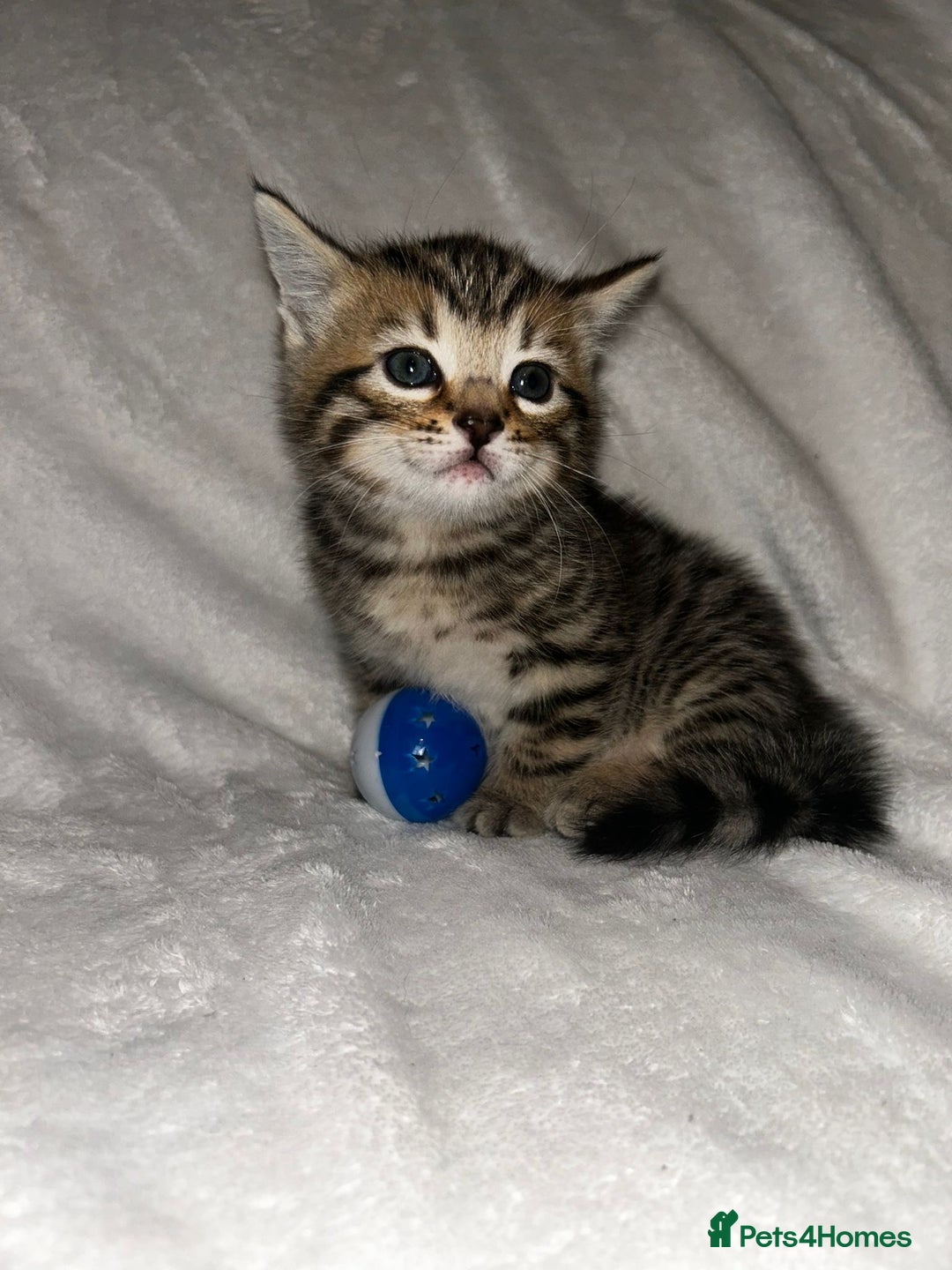 Savannah cats for sale: F4-F5+Savannah Kittens - Advert 13