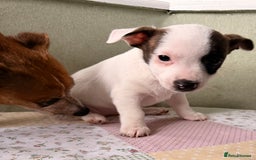 Mixed Breed dogs for sale: Last little girl puppy - Image 2