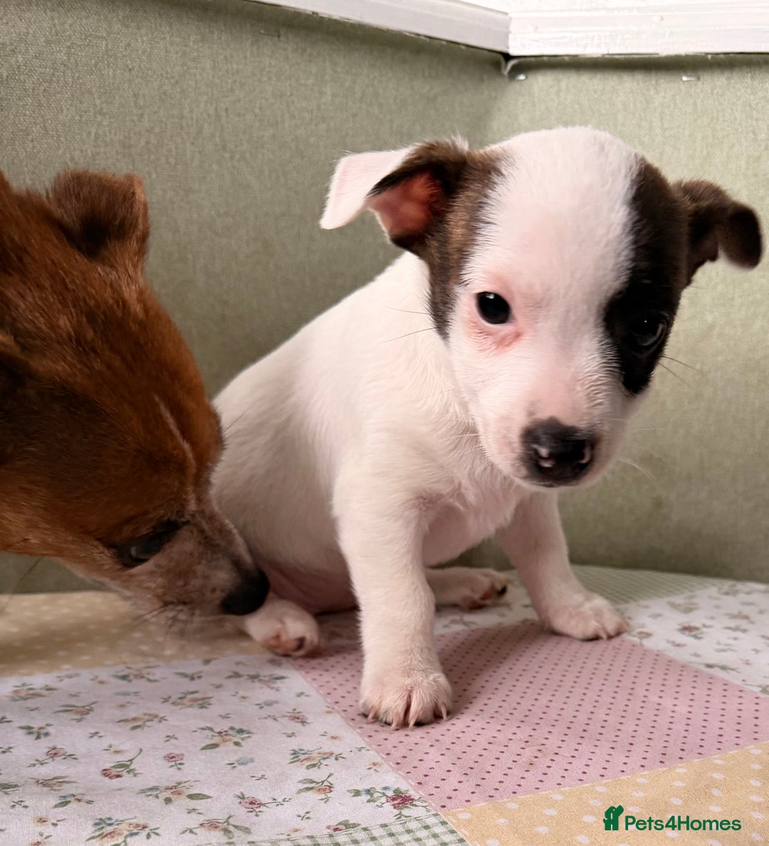 Mixed Breed dogs for sale: Last little girl puppy - Image 2