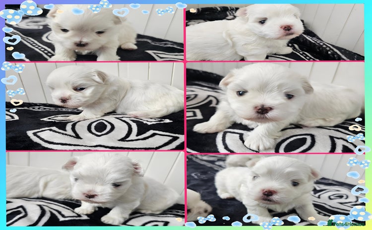 Maltese dogs - Advert 1
