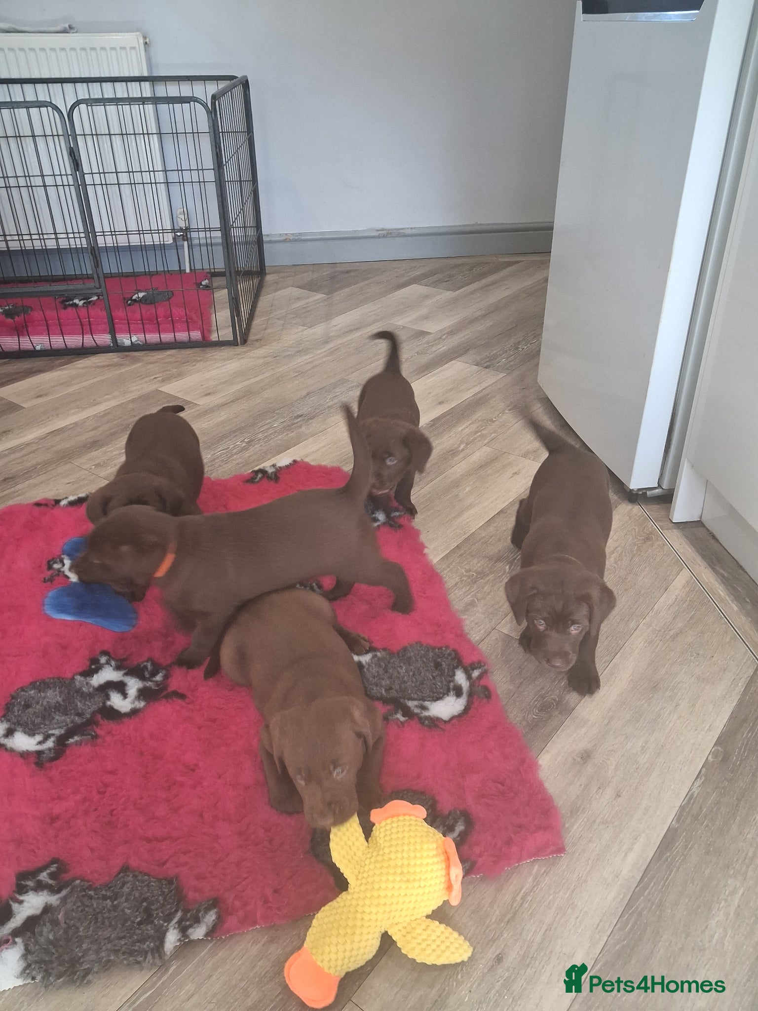 Labrador Retriever dogs Ready to go now KC Registered Chocolate LabPups - Advert 1
