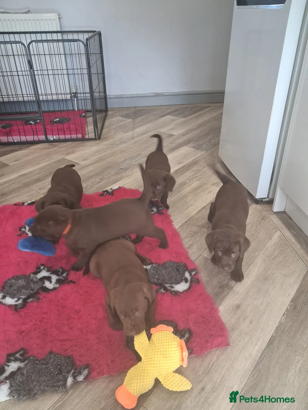 Labrador Retriever dogs for sale: Ready to go now KC Registered Chocolate LabPups - Advert 1