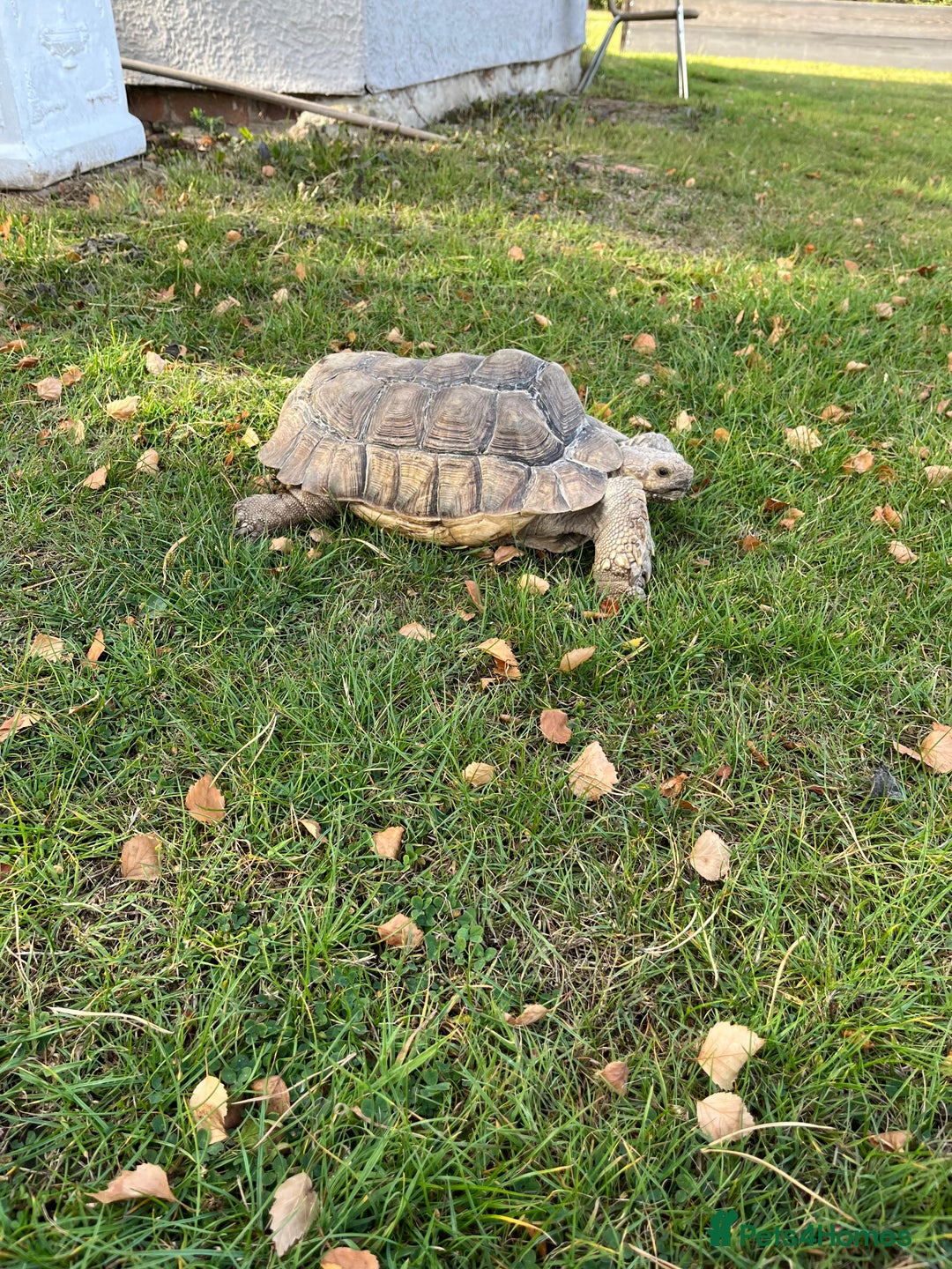 Tortoise reptiles for sale: Female sulcata tortoise  - Image 4