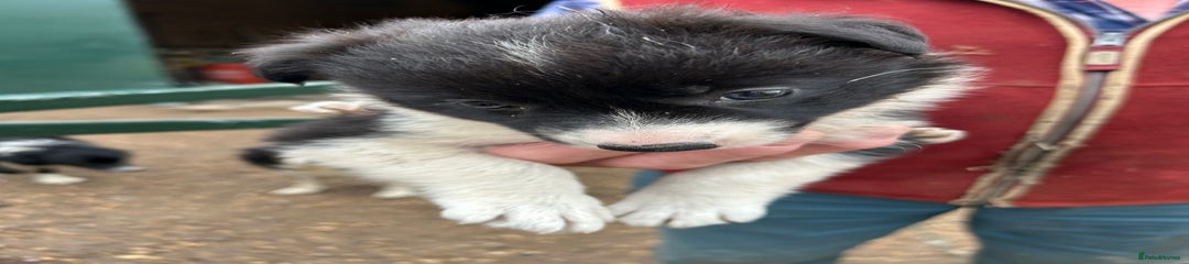 Border Collie Puppy 3