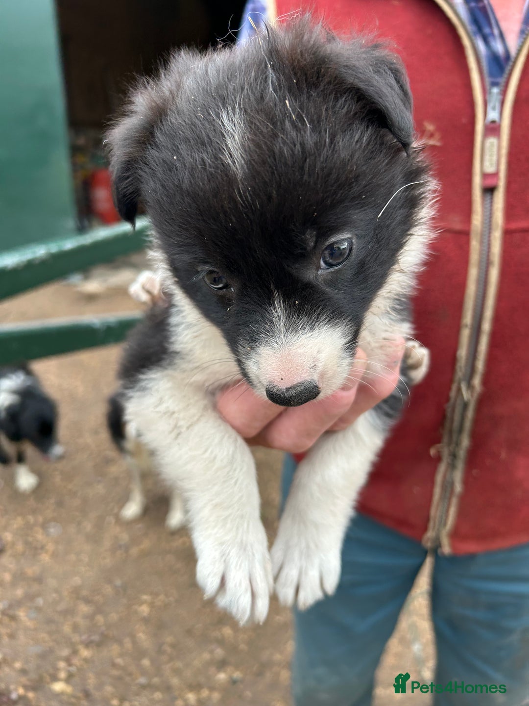 Border Collie dogs for sale: Border Collie Puppies for sale - Image 6