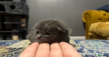 Norwegian Forest Cat cats norwegian forest cat X kittens   - Advert 11