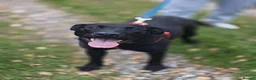 Mixed Breed dogs for adoption: ❤️NICOL NEEDS JUST ONE PERSON TO BELIEVE IN HER - Advert 3