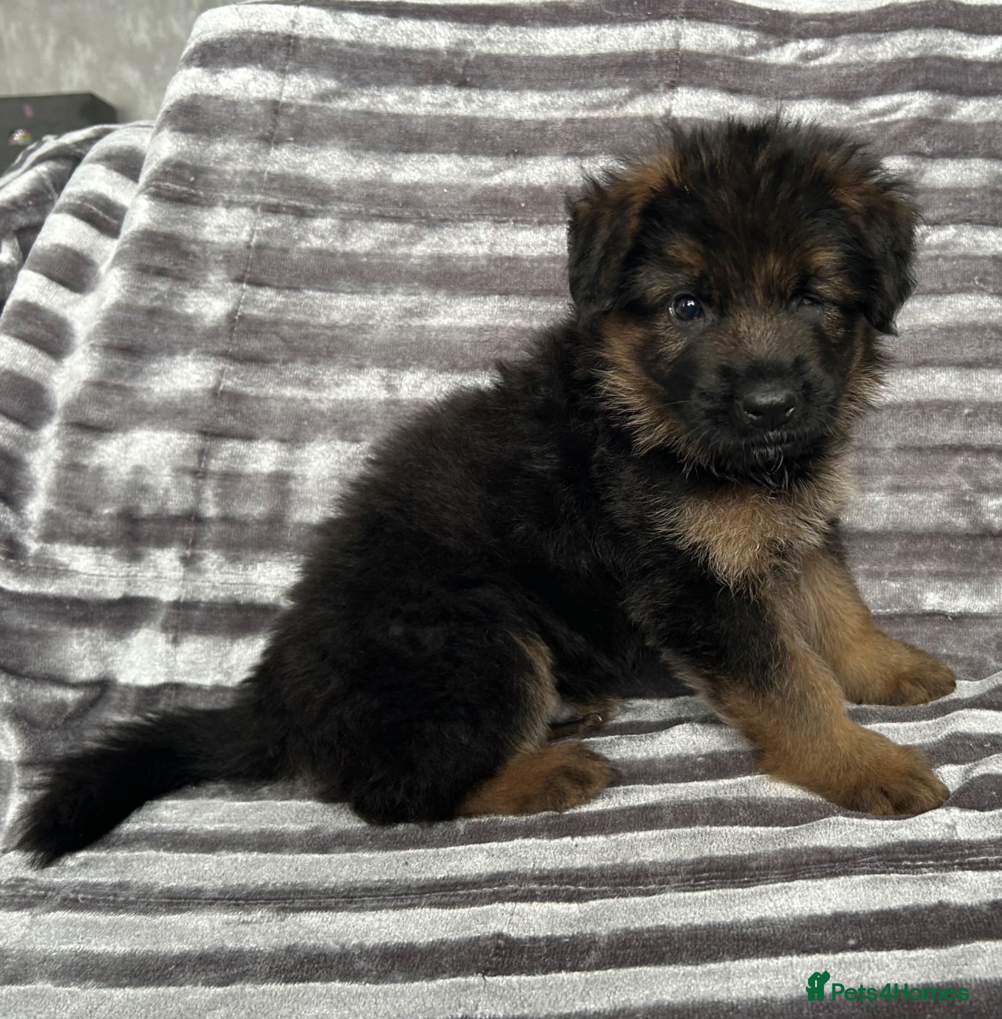 German Shepherd dogs KC Male German Shepherd  - Advert 2