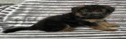 German Shepherd dogs for sale: KC Male German Shepherd  in Brierley Hill - Advert 2