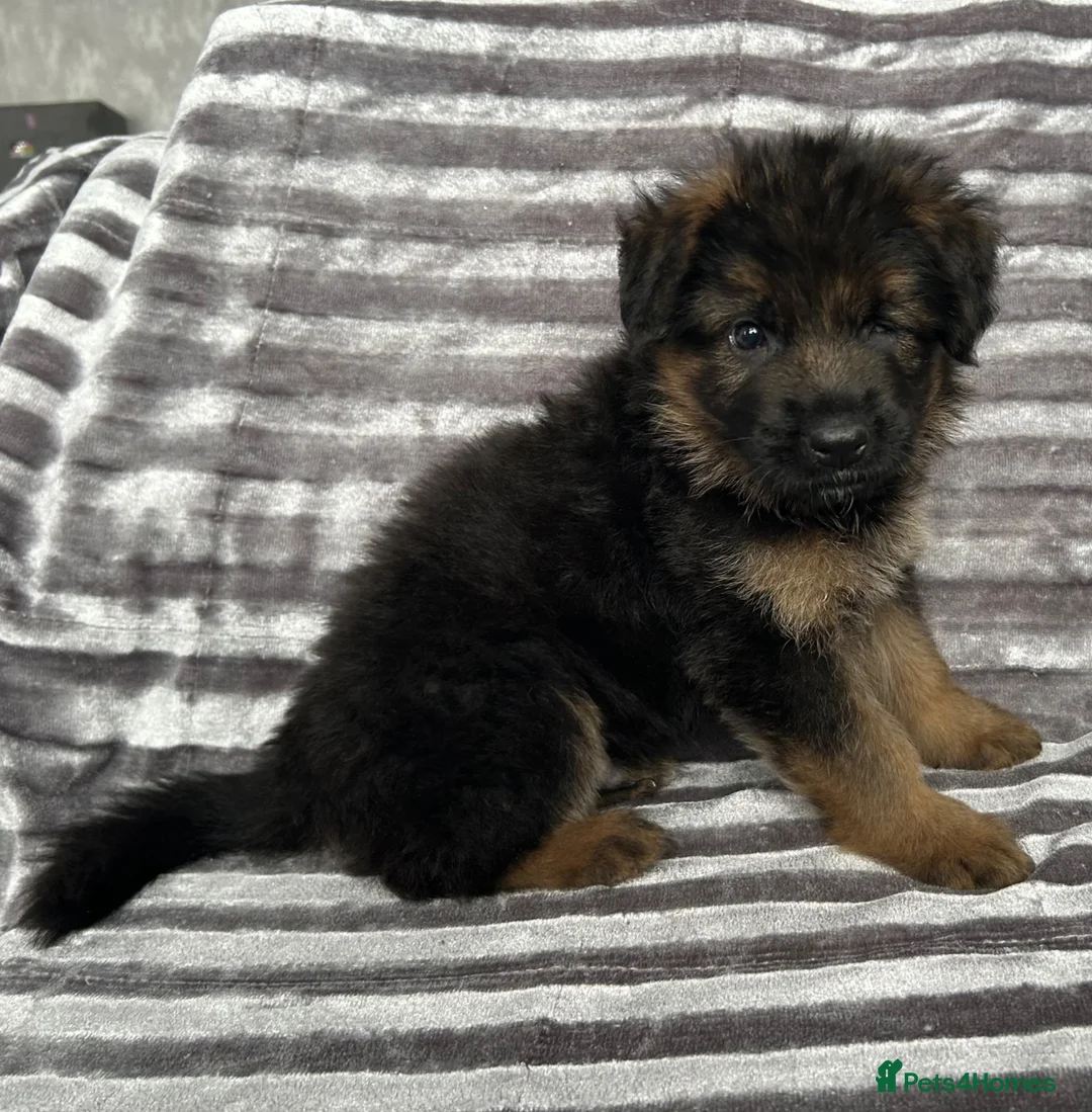 German Shepherd dogs for sale: KC Male German Shepherd  in Brierley Hill - Advert 2