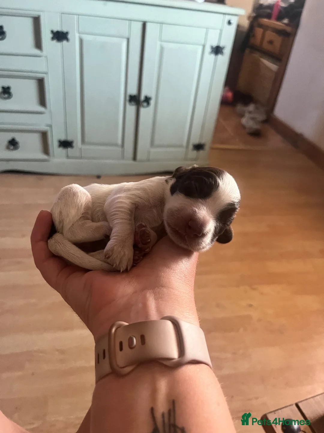 Cocker Spaniel dogs for sale: Ready to Leave, KC Working Cocker spaniels - Advert 26