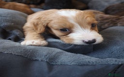 Cockapoo dogs for sale: Gorgeous cockerpoo  puppies for sale  - Image 21