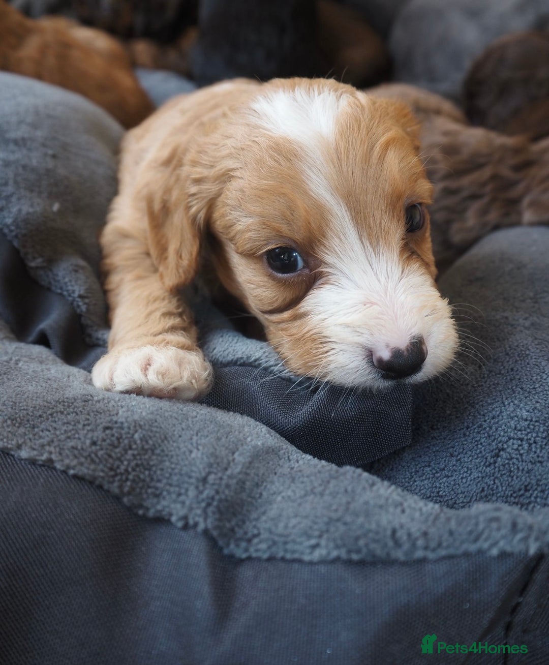 Cockapoo dogs for sale: Gorgeous cockerpoo  puppies for sale  - Image 21