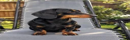 Miniature Dachshund dogs for stud: Miniature dachshund stud 18 champions in pedigree - Advert 5
