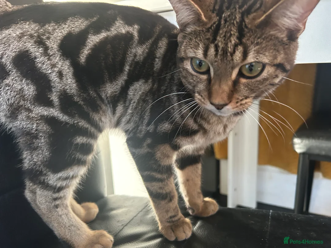 Bengal cats for sale: Bengal - Advert 1