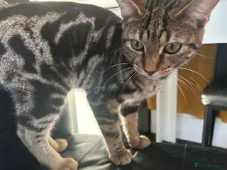 Bengal cats Bengal - Advert 3