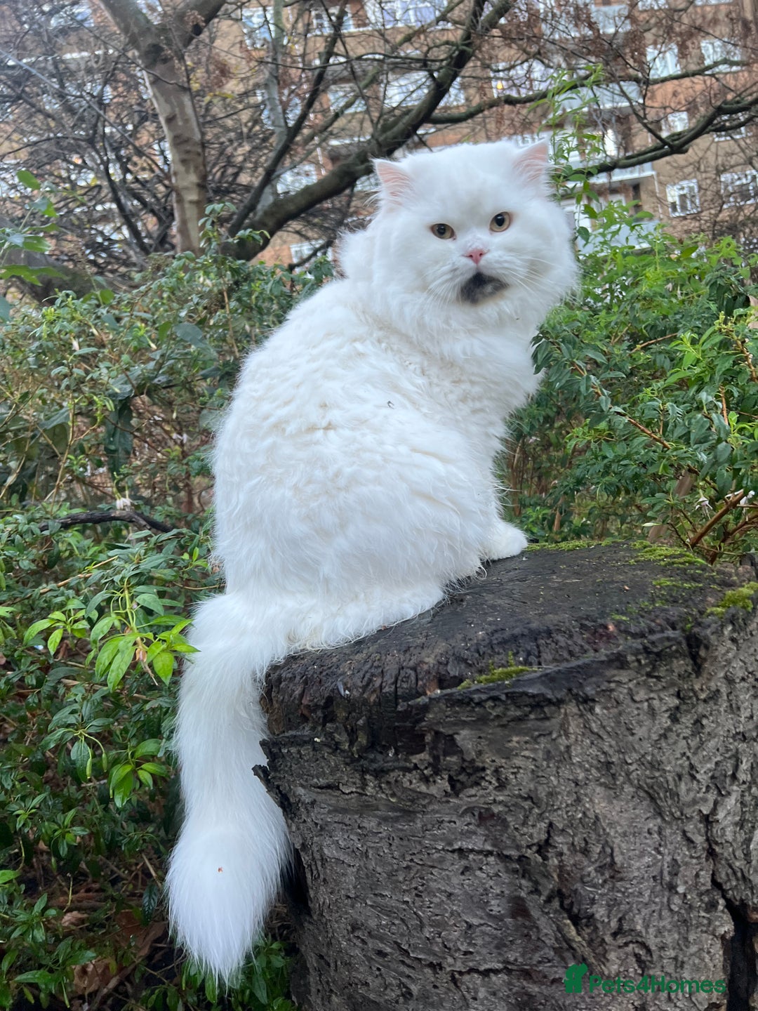 Persian cats for stud: Nice Persian ready to stud - Advert 2