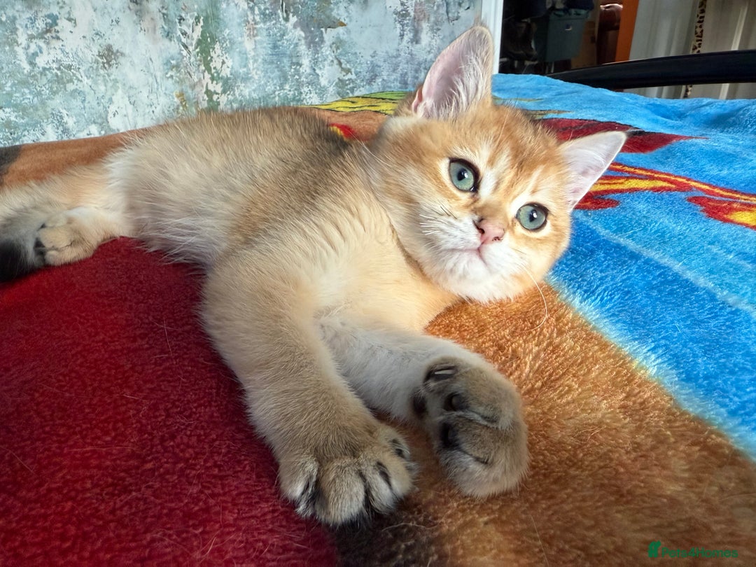 British Shorthair cats for sale: Ready pure AY12, NY12 Corin BSH  - Image 4