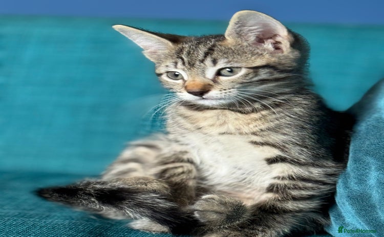 Mixed Breed cats - Advert 11