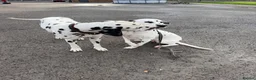 Dalmatian dogs for sale: 🏆🐾waiting list Kc litter DUE END SEP 🐾🏆 - Advert 8