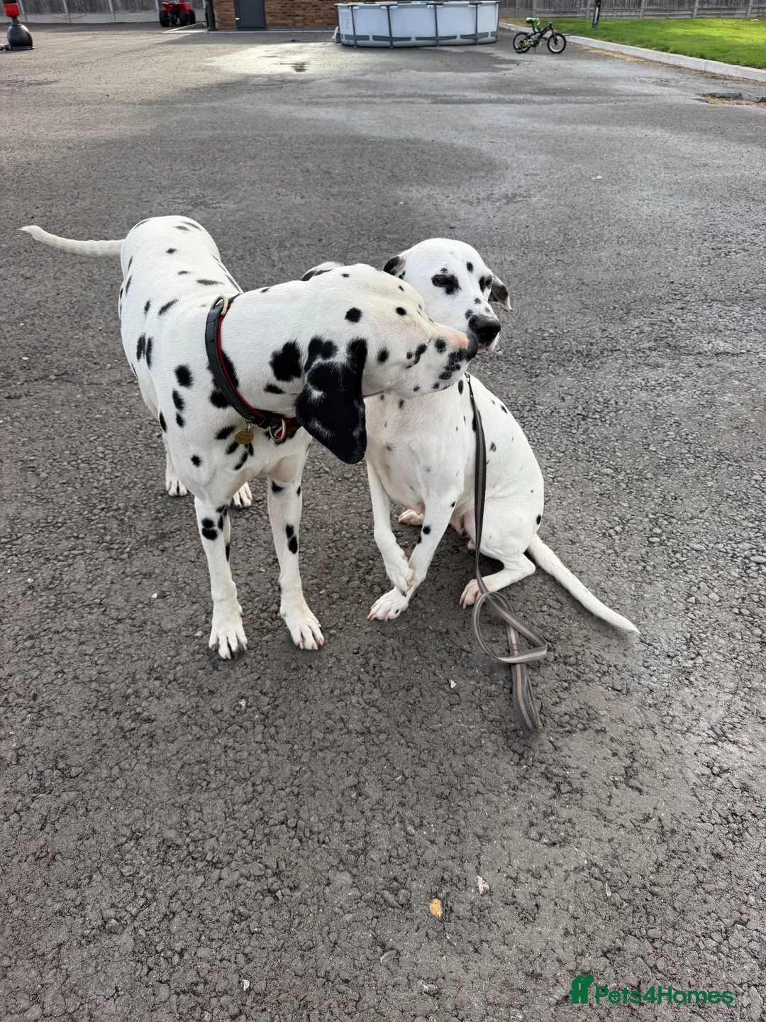 Dalmatian dogs for sale: 🏆🐾waiting list Kc litter DUE END SEP 🐾🏆 - Advert 8