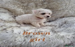 Zuchon dogs for sale: Bichon Frise puppy for sale  - Image 5