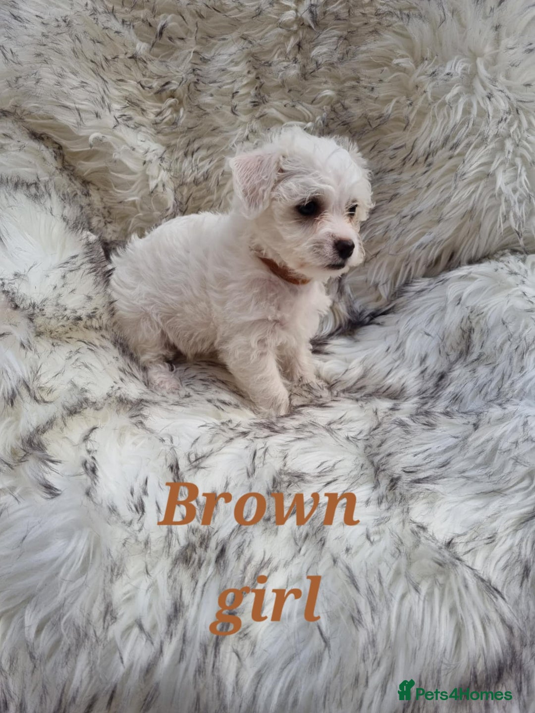 Zuchon dogs for sale: Bichon Frise puppy for sale  - Image 5