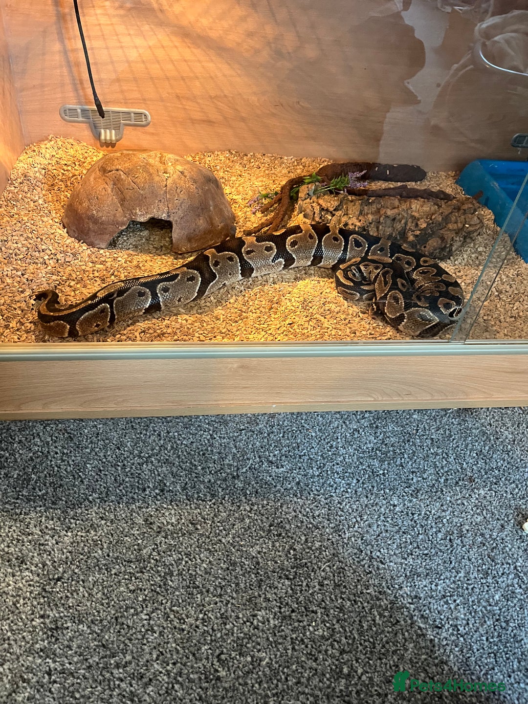 Python Snake reptiles for sale: Ball/royal python - Image 4