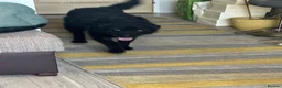 Mixed Breed dogs for adoption: Sweet ZoE NEEDS LOVE - Advert 9