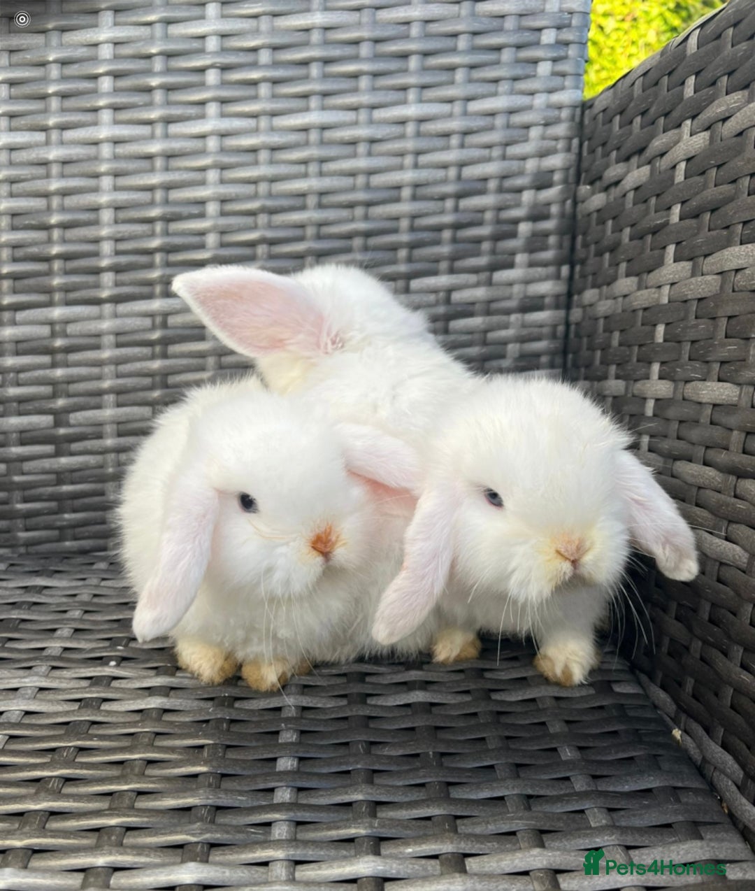 Mini Lop rabbits for sale: Mini Lop Rabbits - Image 1