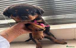 Rottweiler dogs for sale: Rottweiler puppies for sale  - Image 12
