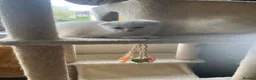 Scottish Fold cats for sale: Khao Manee & Scottish Fold kittens - Advert 6