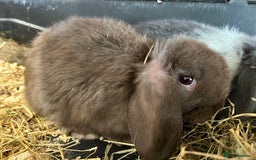 Mini Lop rabbits for sale: Super Friendly Mini Lop Babies - Image 17