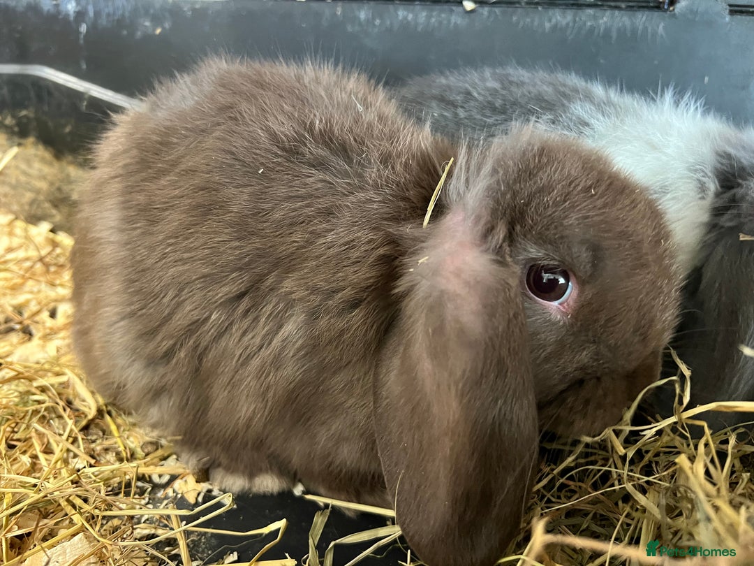 Mini Lop rabbits for sale: Super Friendly Mini Lop Babies - Image 17