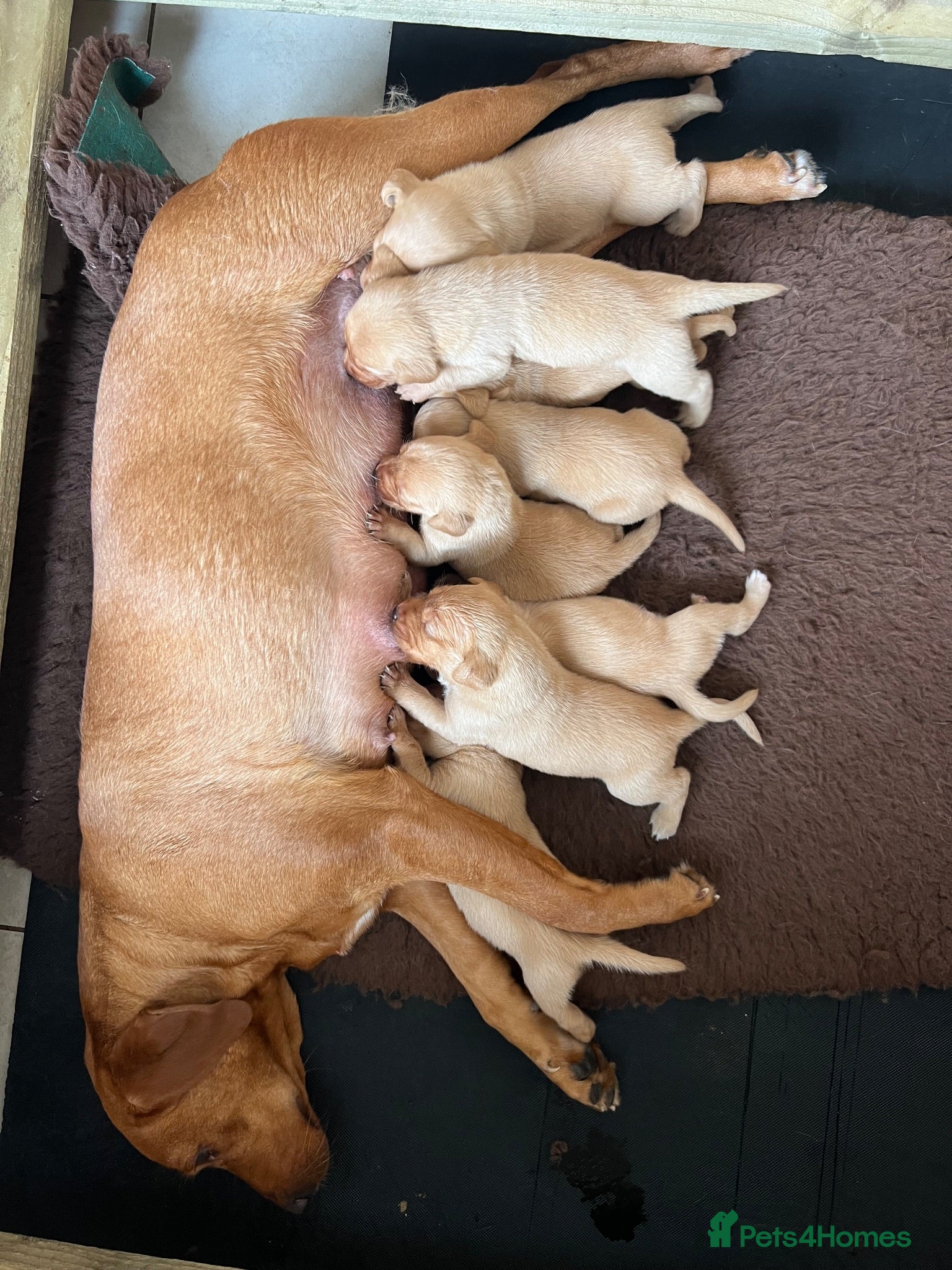 Labrador Retriever dogs KC Registered Fox Red Labrador Puppies - Advert 1