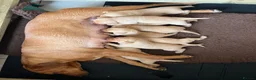 Labrador Retriever dogs for sale: KC Registered Fox Red Labrador Puppies in Houghton le Spring - Advert 1