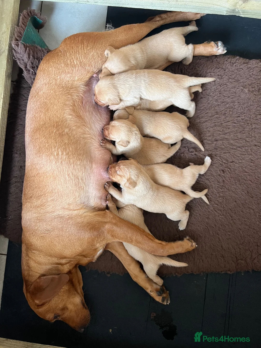 Labrador Retriever dogs for sale: KC Registered Fox Red Labrador Puppies in Houghton le Spring - Advert 1