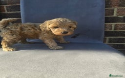 Cockapoo dogs for sale: Puppies  - Image 14