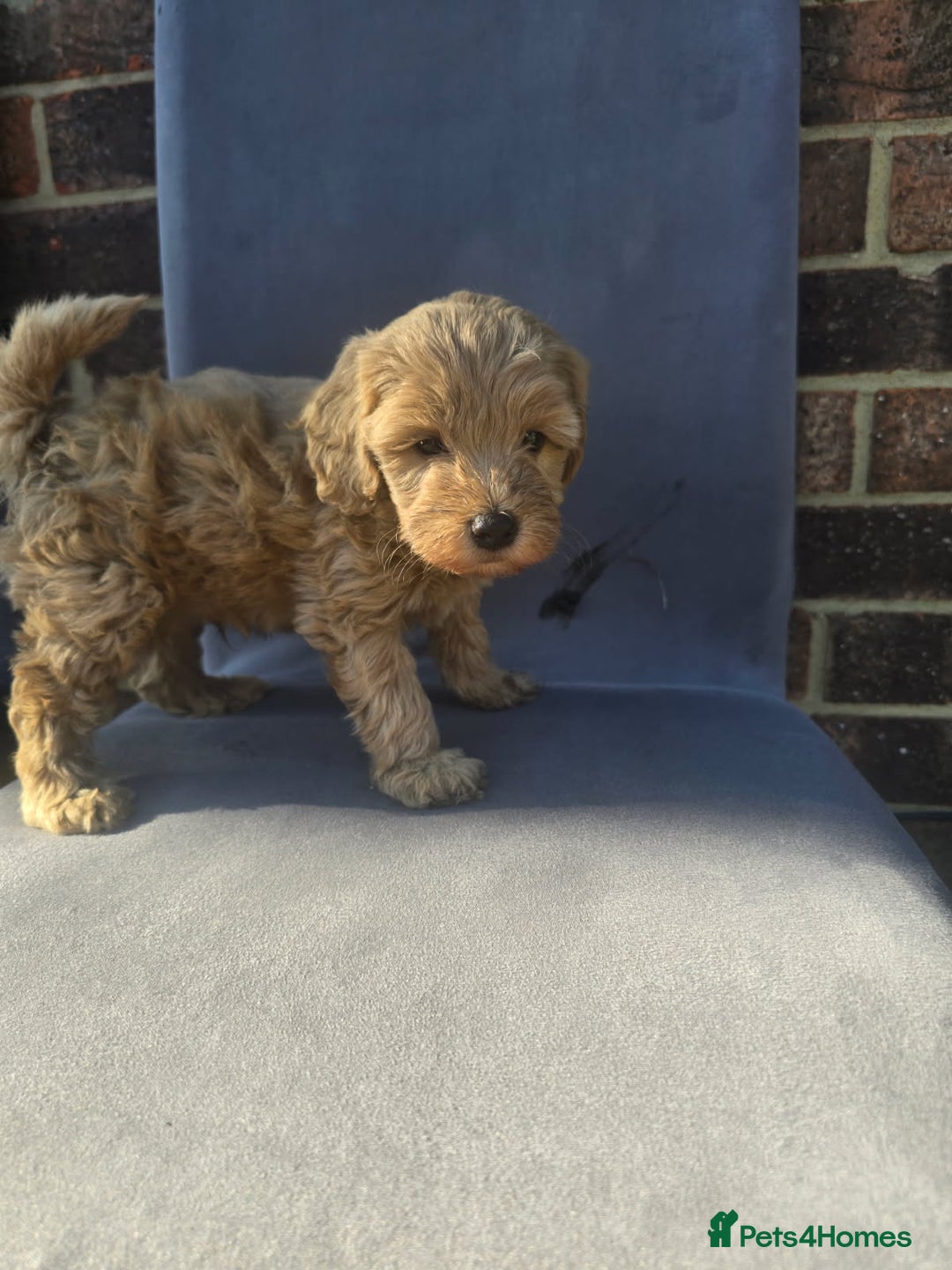 Cockapoo dogs for sale: Puppies  - Image 14