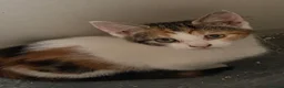 Mixed Breed cats for sale: Two Fluffy females - Advert 2