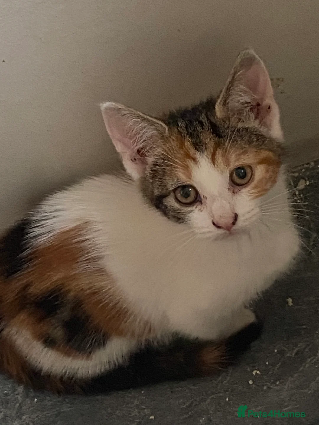 Mixed Breed cats for sale: Two Fluffy females - Advert 2