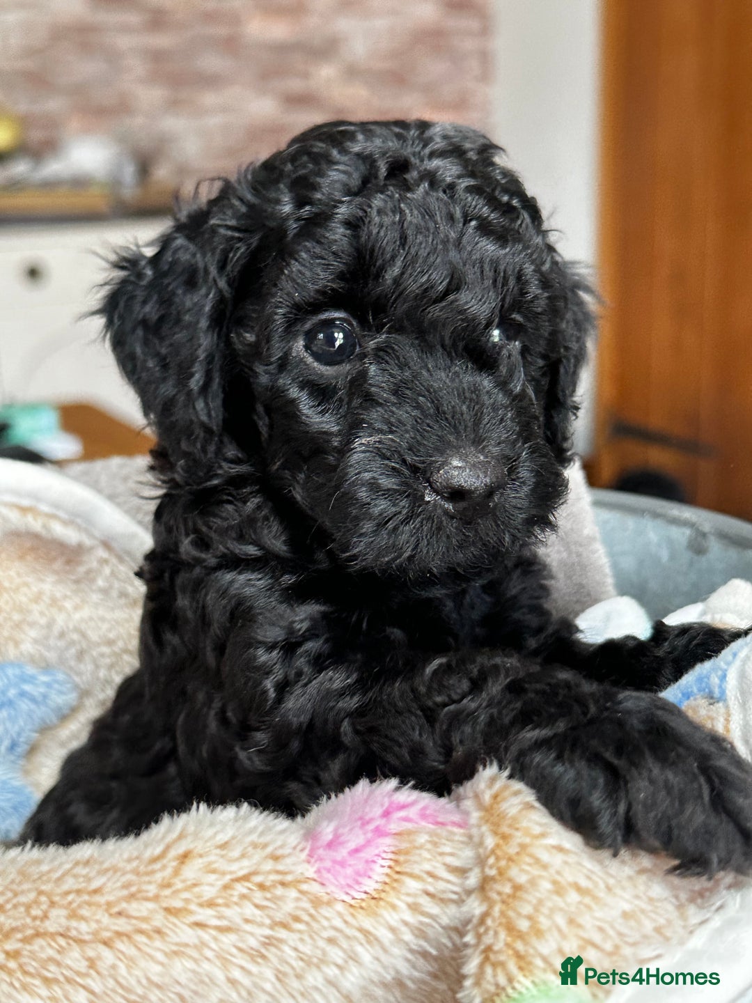 Miniature Poodle dogs for sale: Beautiful litter of Cheeky KC Reg. Mini Poodle's - Image 6