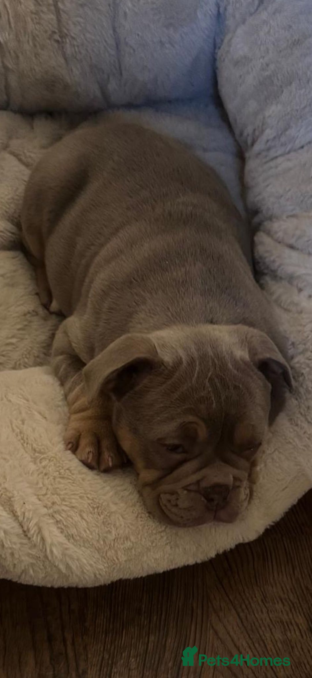 Mixed Breed dogs for sale: Puppy Girl For sale - Image 2