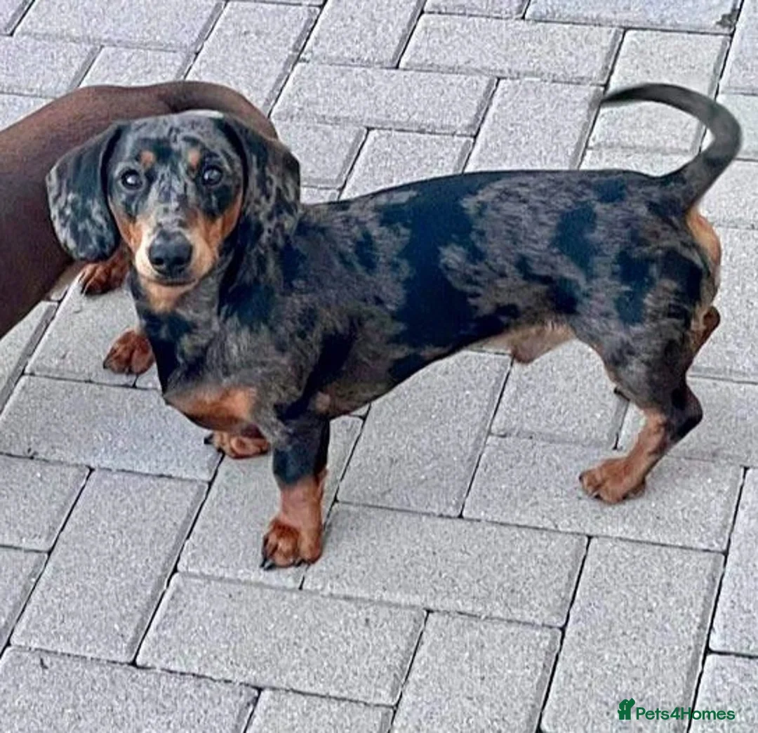 Dachshund dogs for stud: Mini Smooth KCReg Silver Dapple Health Tested Stud in Irvine - Advert 8
